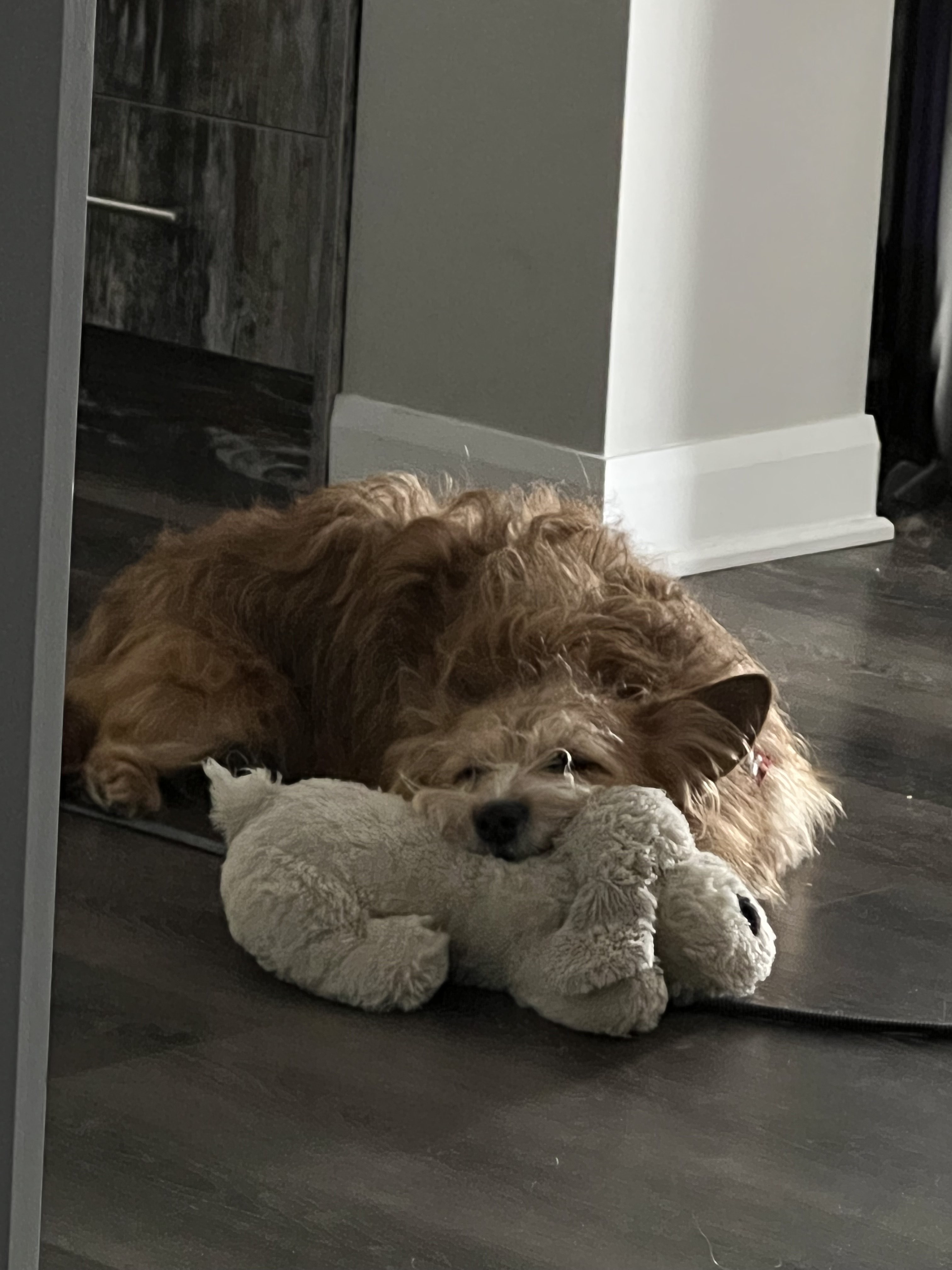 Koopa Asleep
